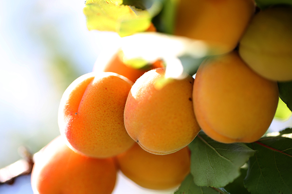Peaches und apricots